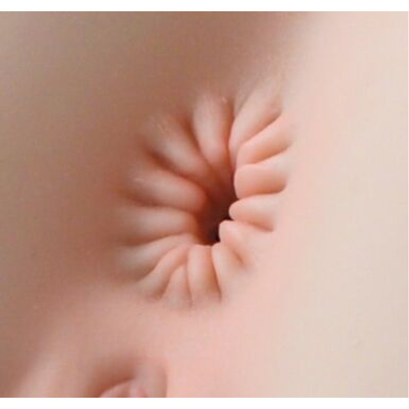 Мастурбатор-попка Naked Factory NICOLE, вагіна + анус, дуже реалістичний, наскрізний